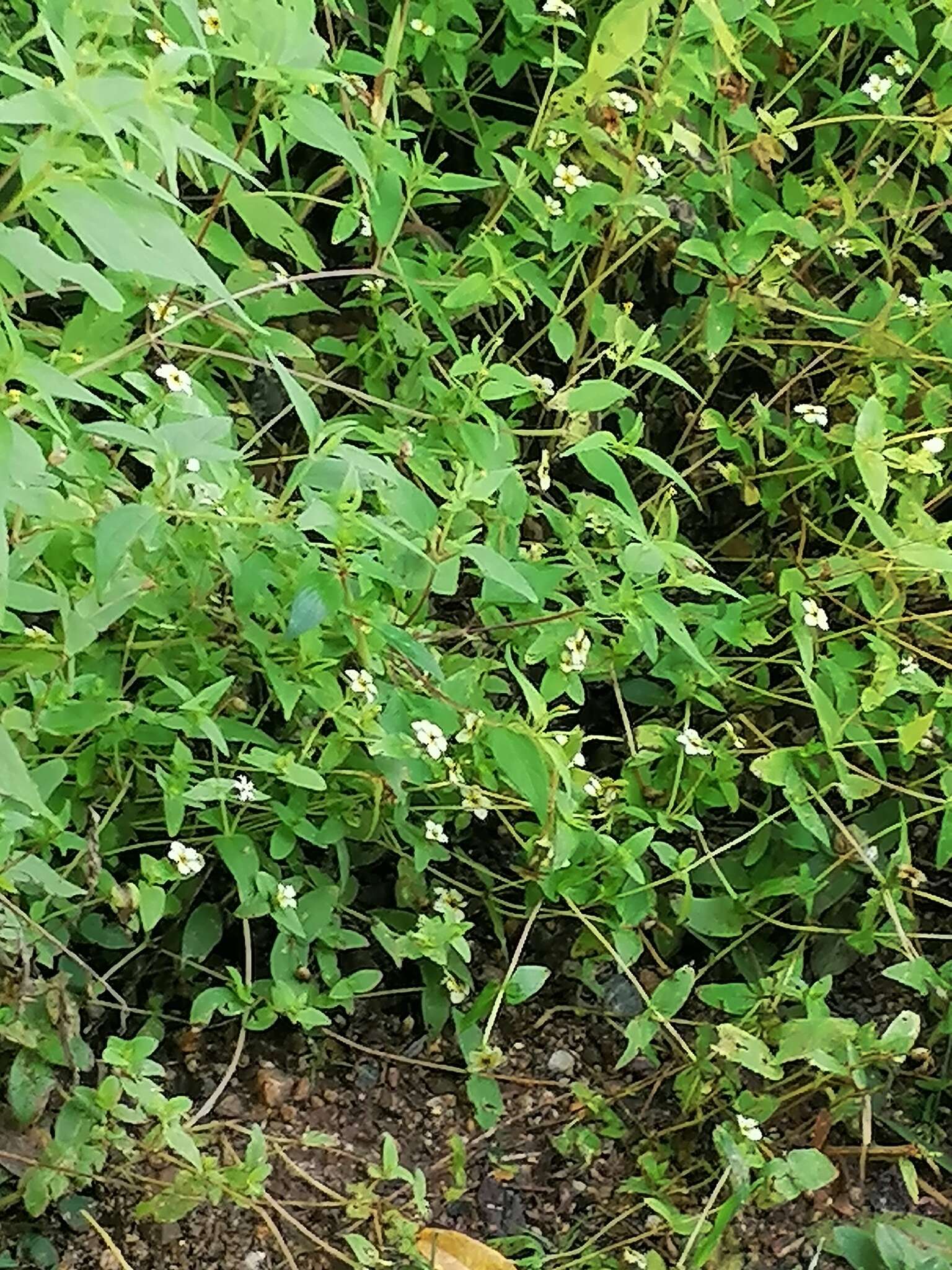 Image of Zinnia flavicoma (DC.) Olorode & A. M. Torres