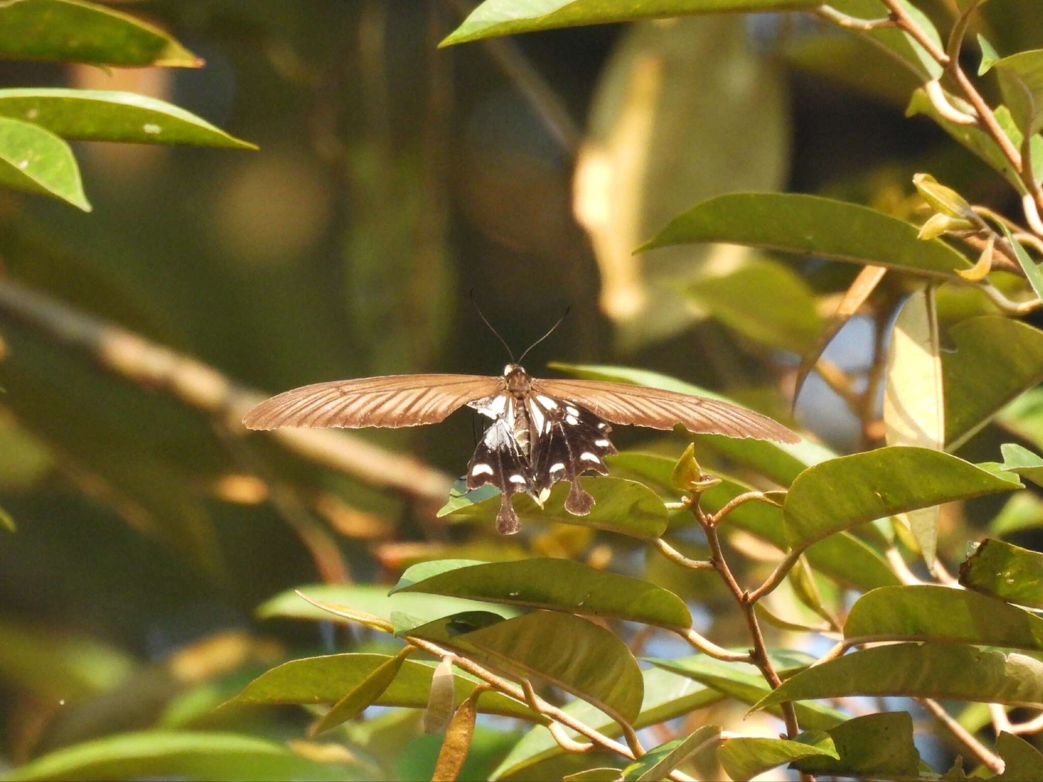 Image of Losaria