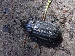 Imagem de Carabus (Limnocarabus) clatratus Linnaeus 1760