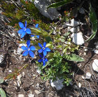 Image of Gentiana utriculosa L.