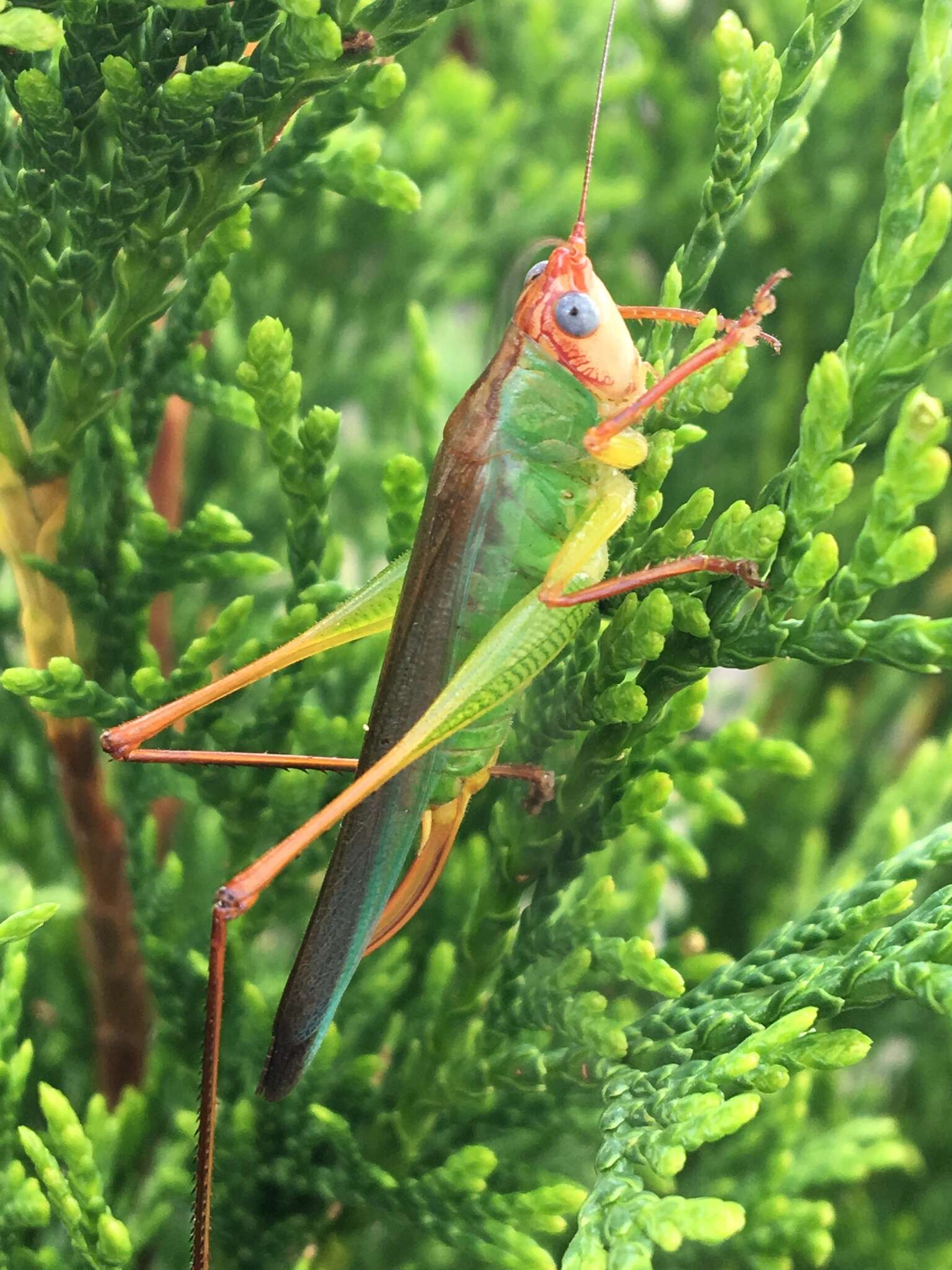 Image of Handsome Meadow Katydid