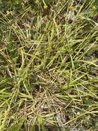 Image of Leavenworth's sedge