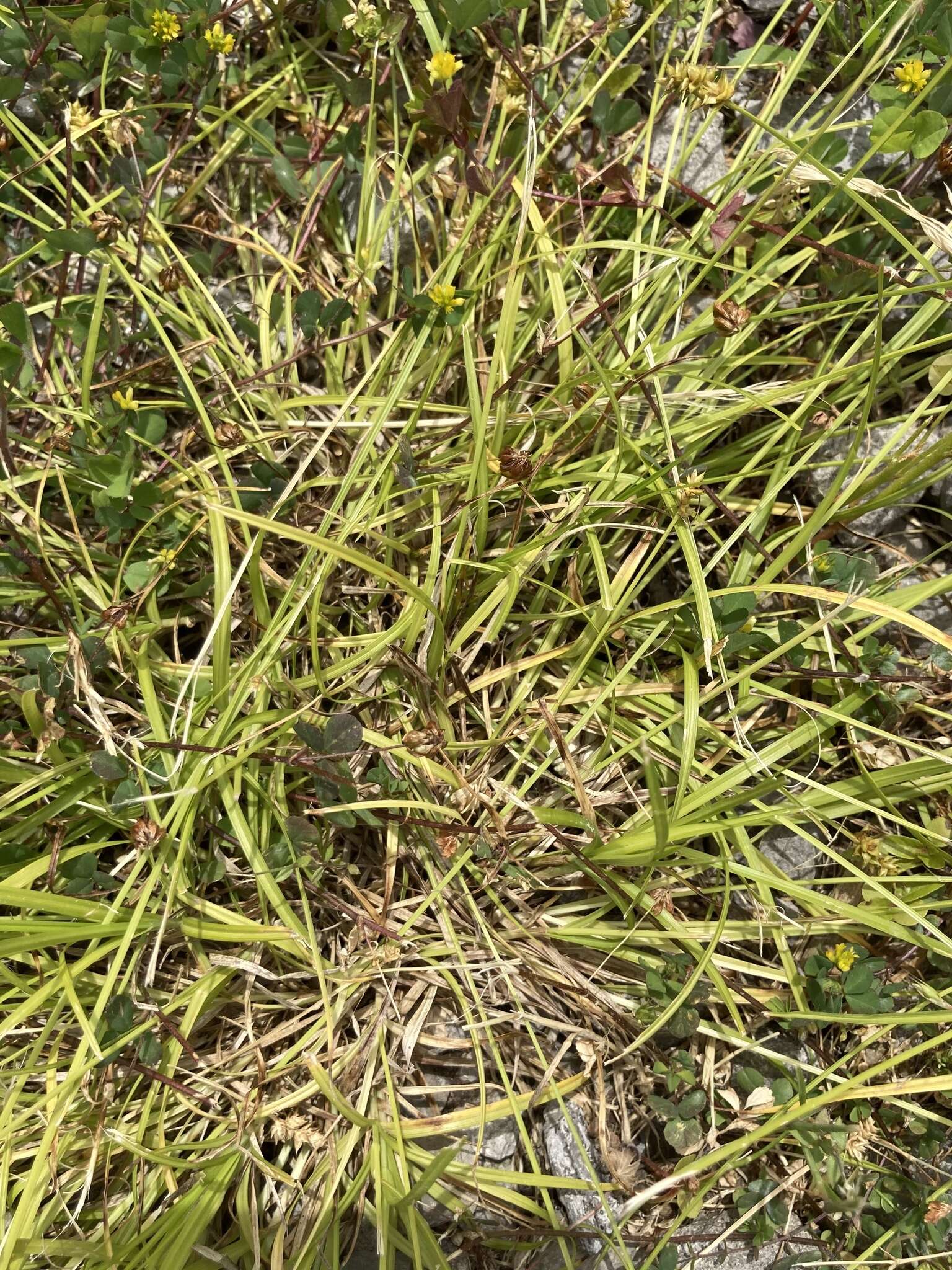 Image of Leavenworth's sedge