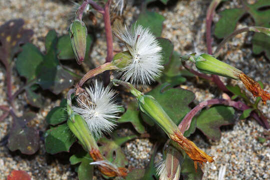 Sivun Ixeris repens (L.) A. Gray kuva