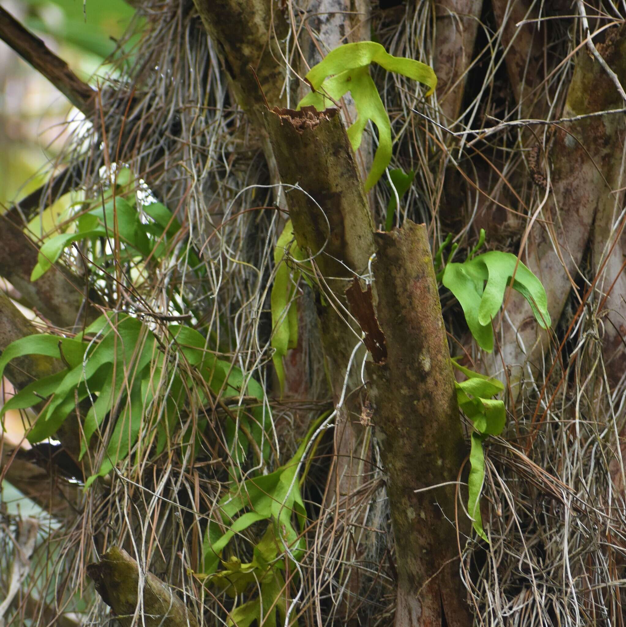 Image of cheiroglossa fern