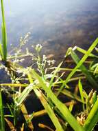 Image of whorlgrass