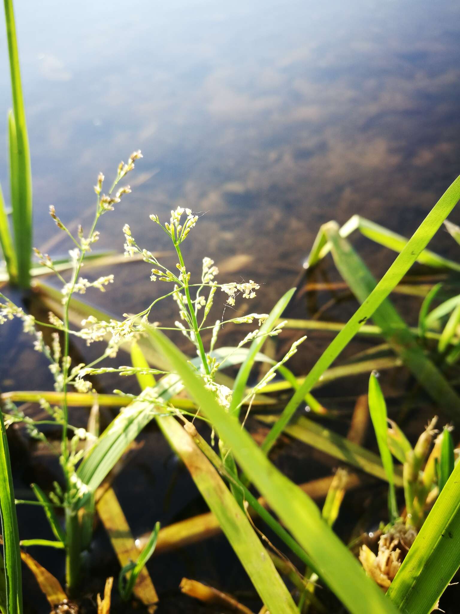 Image of whorlgrass