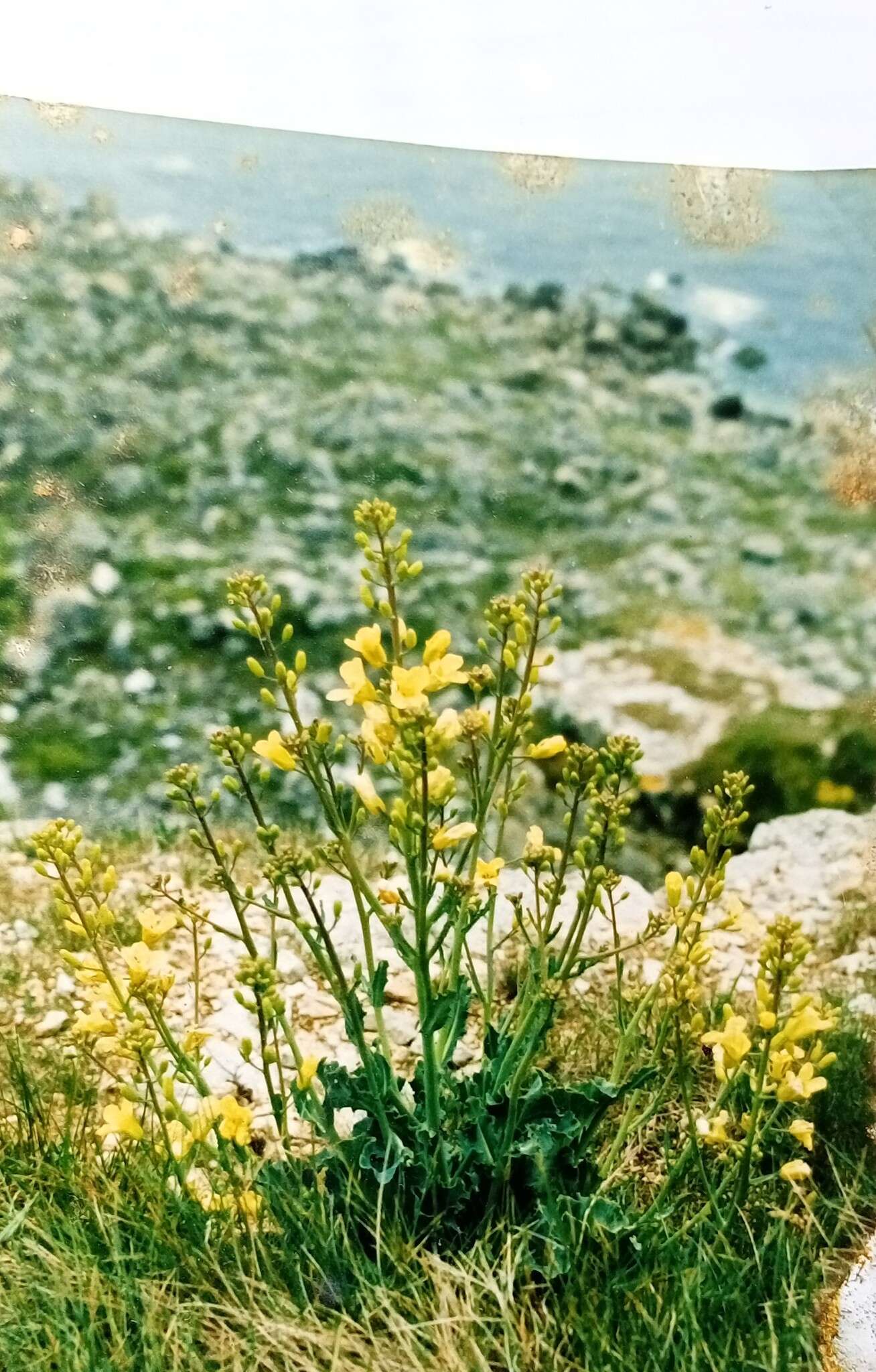 صورة Brassica oleracea var. oleracea