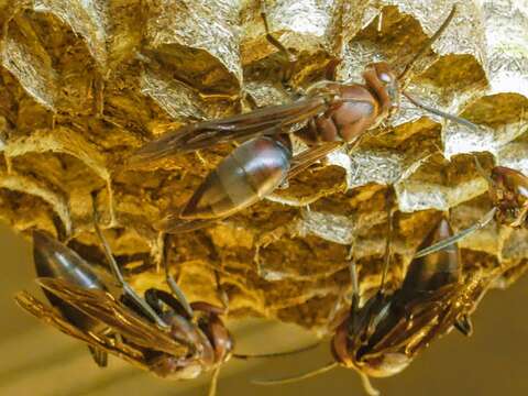 Image of Polistes tenebricosus Lepeletier 1836