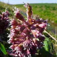 Image of pestilence wort