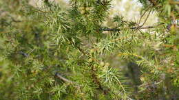 Plancia ëd Juniperus communis var. communis