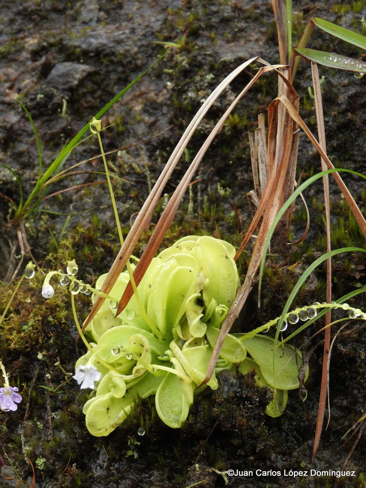 Image of Pinguicula emarginata S. Z. Ruiz & J. Rzedowski