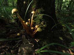 Imagem de Pholiota alnicola (Fr.) Singer 1951