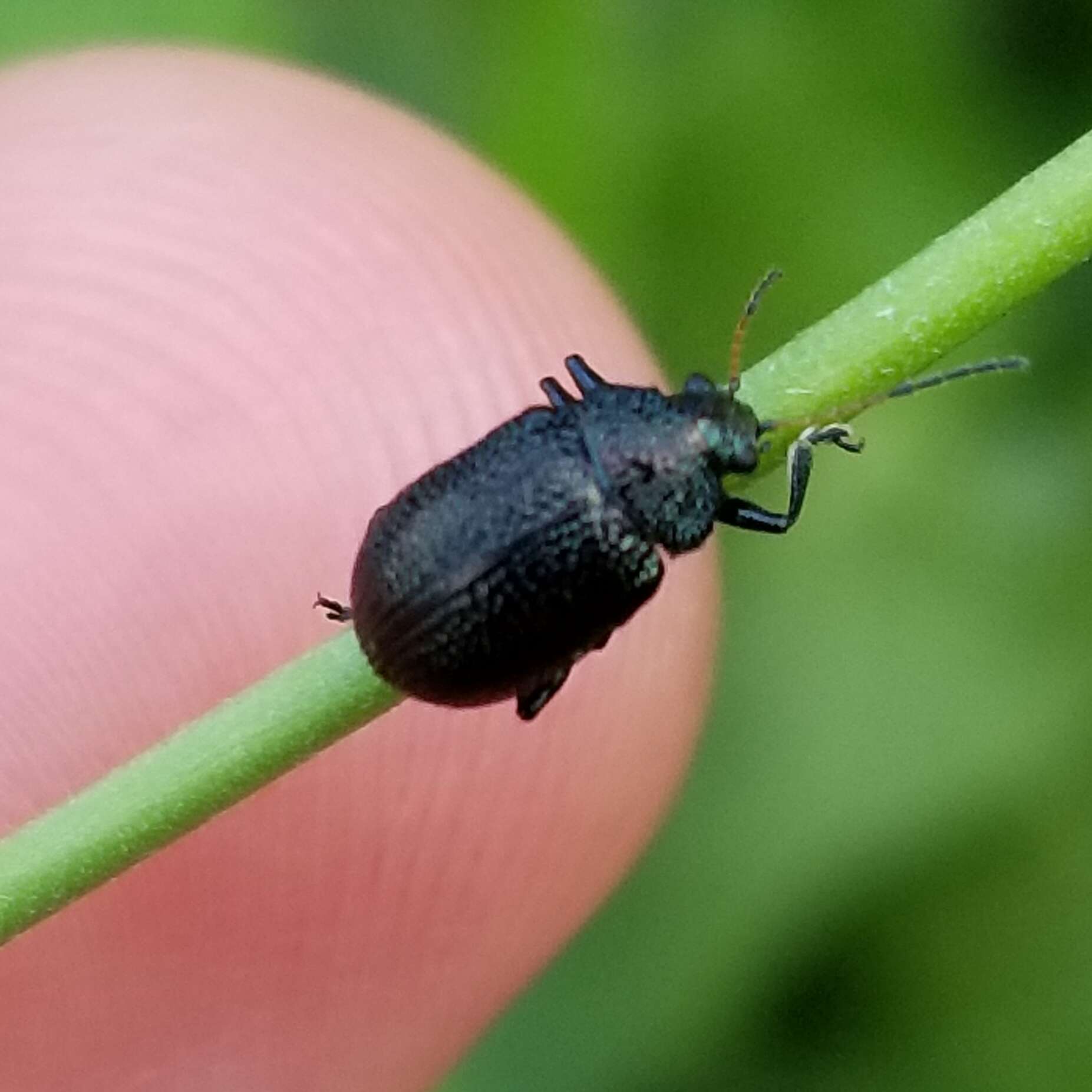 Sivun Colaspis brownsvillensis Blake 1975 kuva