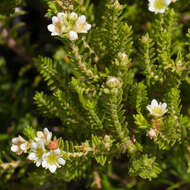 Image of Diosma oppositifolia L.