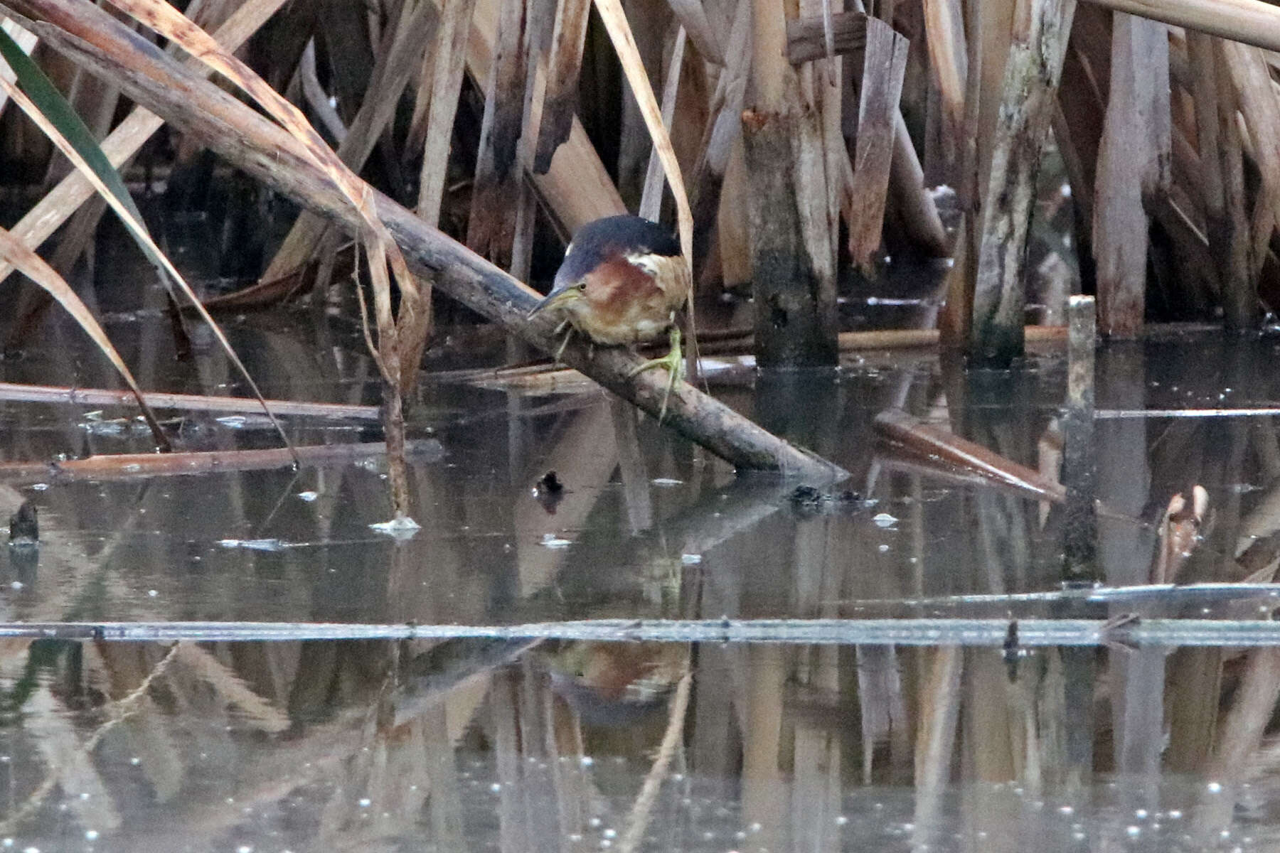 Image of Australian Little Bittern