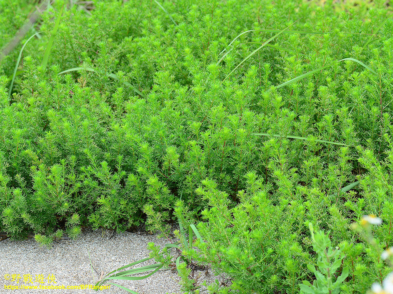 Image of Artemisia capillaris Thunb.