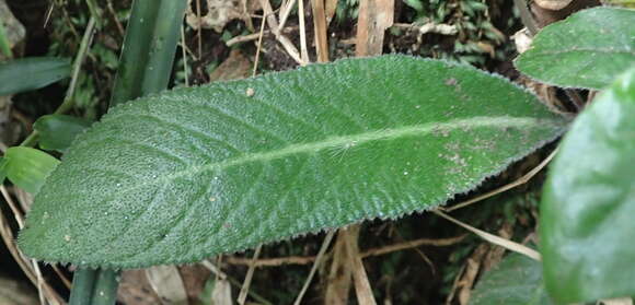 Image of Streptocarpus rexii (Hook.) Lindley