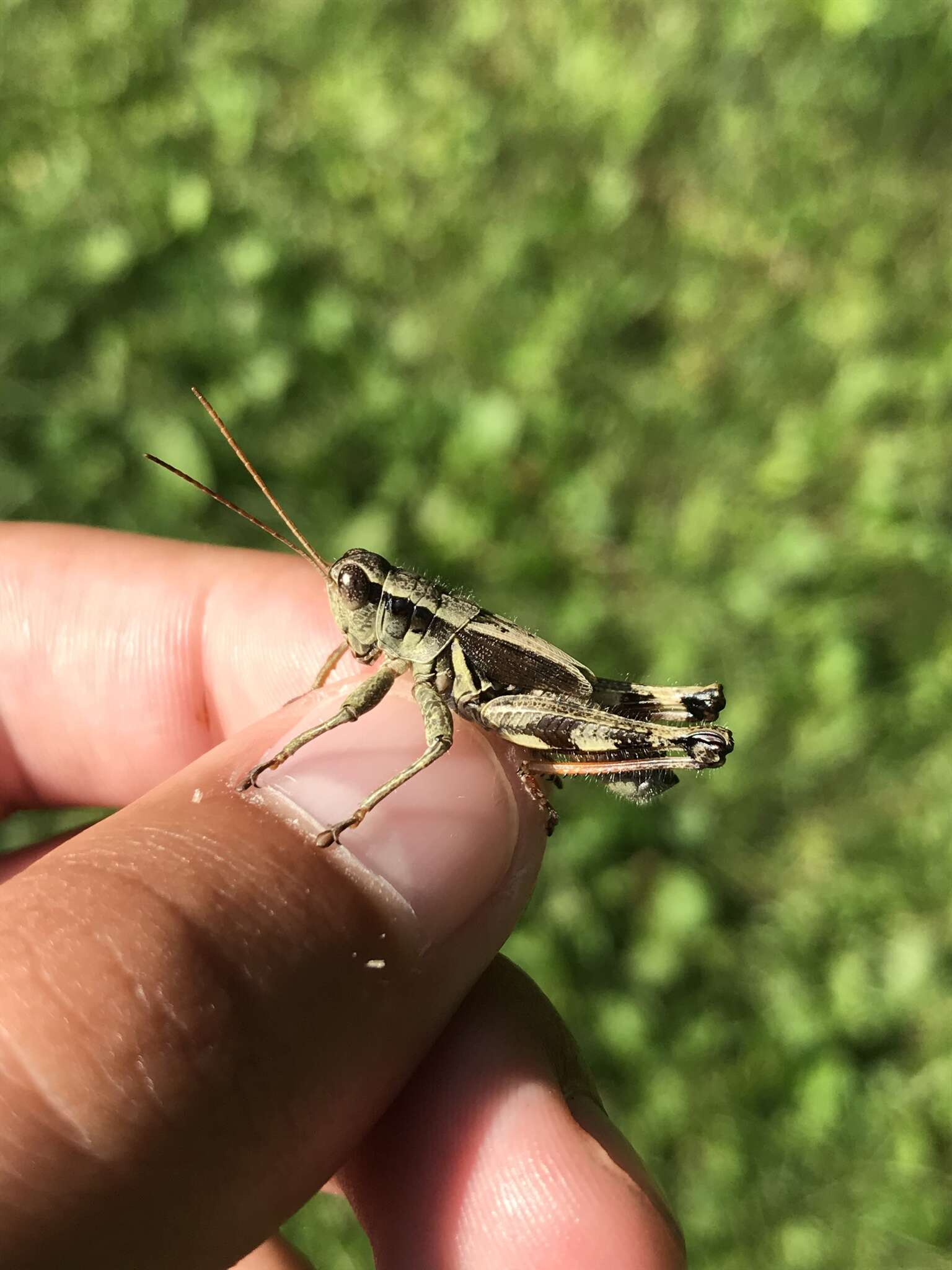 Melanoplus walshii Scudder & S. H. 1897的圖片