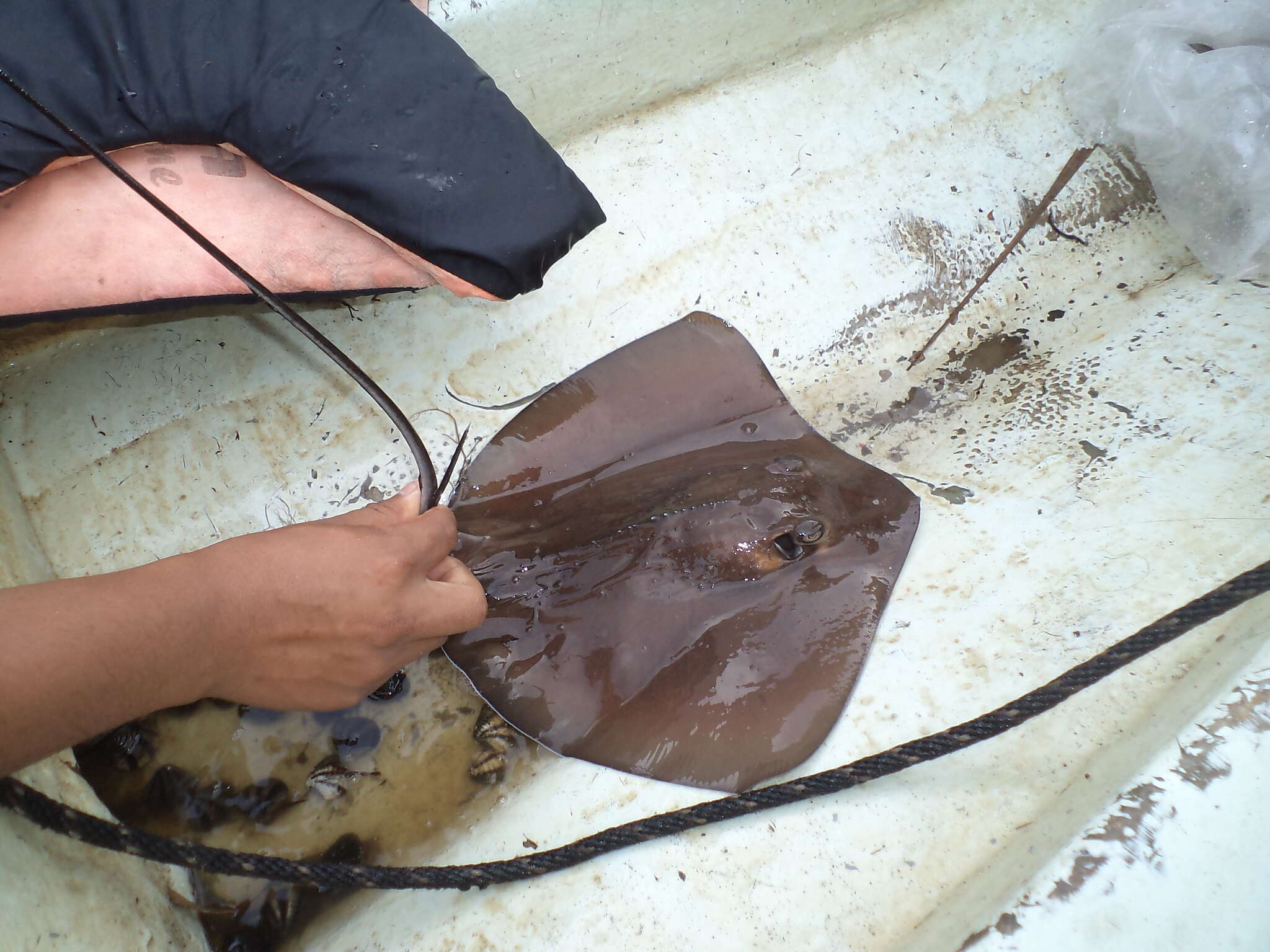 Image of Longtail Stingray