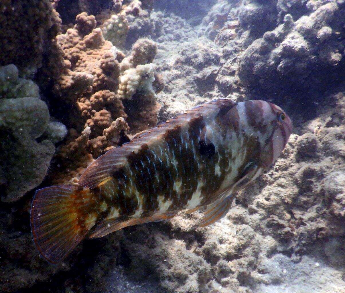 Image of Graphic tuskfish