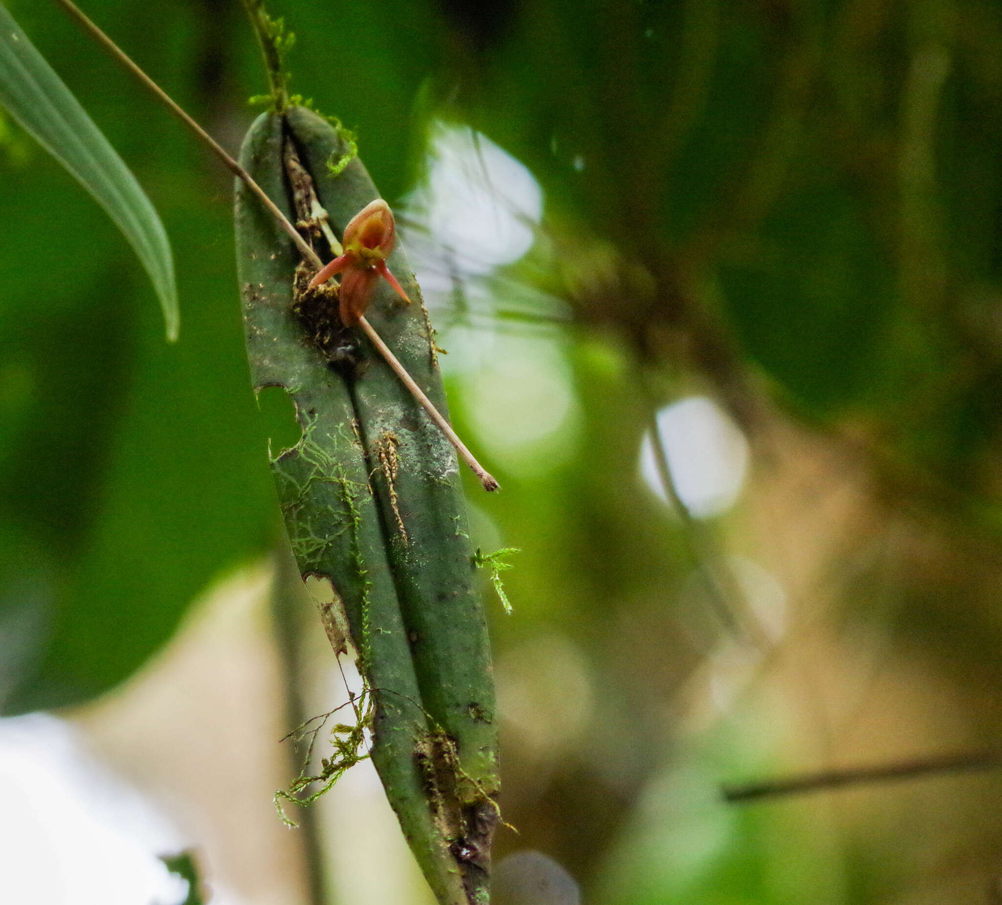 Image of Pleurothallis variabilis Luer