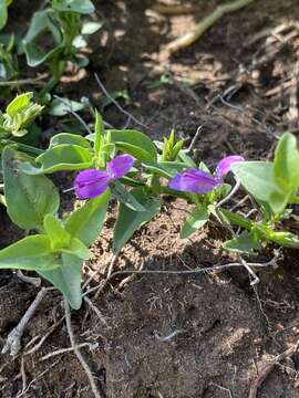 Image of Dicliptera minor subsp. minor