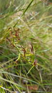 Image of Small tongue orchid