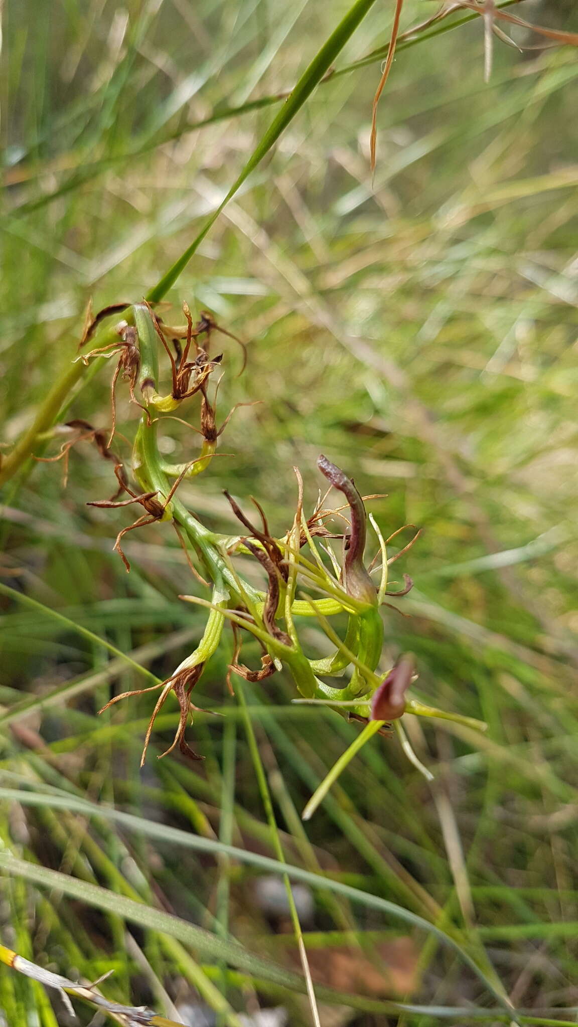 Image of Small tongue orchid