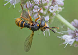 Image of Abrachyglossum capitatum (Loew 1847)