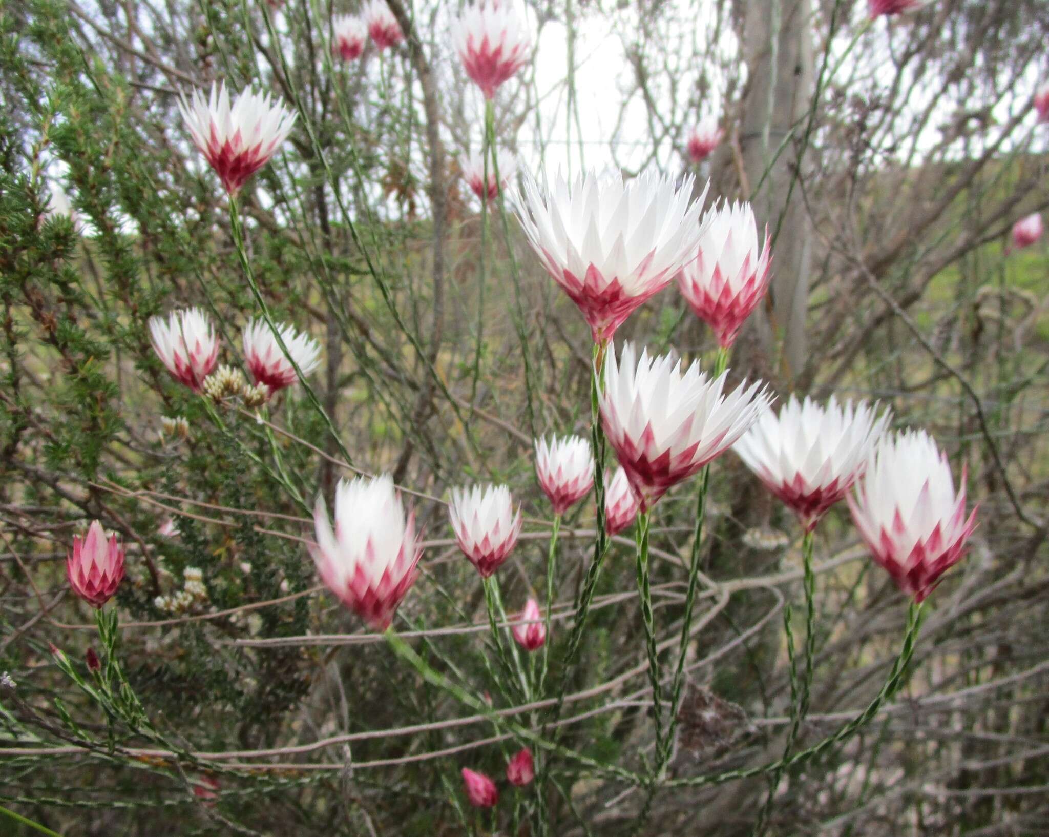 Image of Edmondia sesamoides (L.) O. M. Hilliard