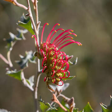 Image of Grevillea aquifolium Lindl.