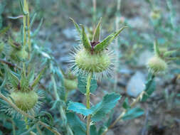 Image of Rosa persica Michx. ex J. F. Gmel.