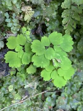 Image de Dichocarpum adiantifolium (Hook. fil. & Thomson) W. T. Wang & P. K. Hsiao