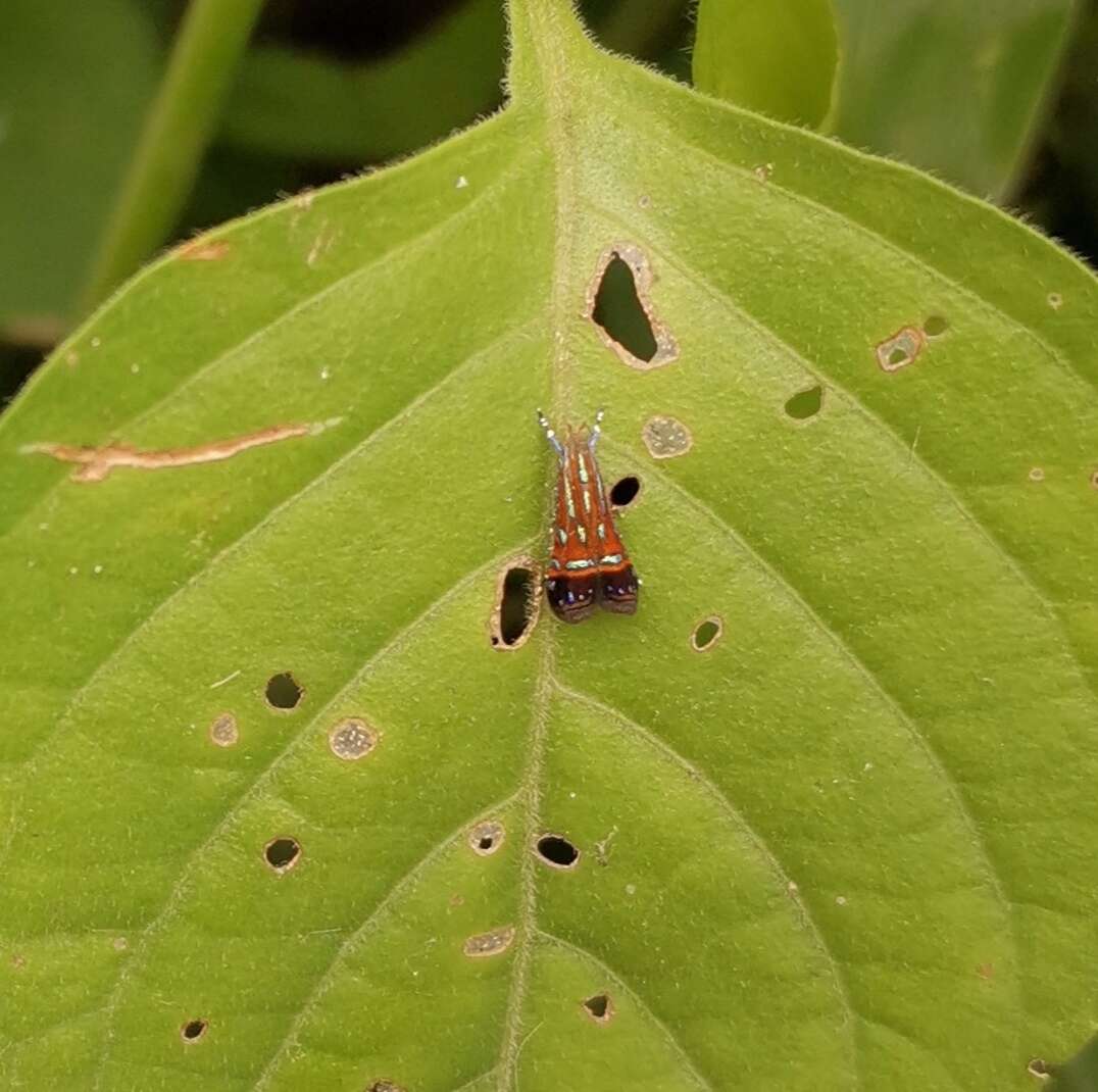 Tricyanaula aurantiaca Walsingham 1886的圖片