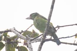 Image of Moustached Barbet