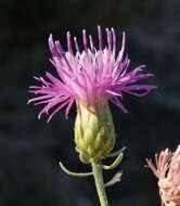 Image of Centaurea aeolica Guss. ex Lojac.