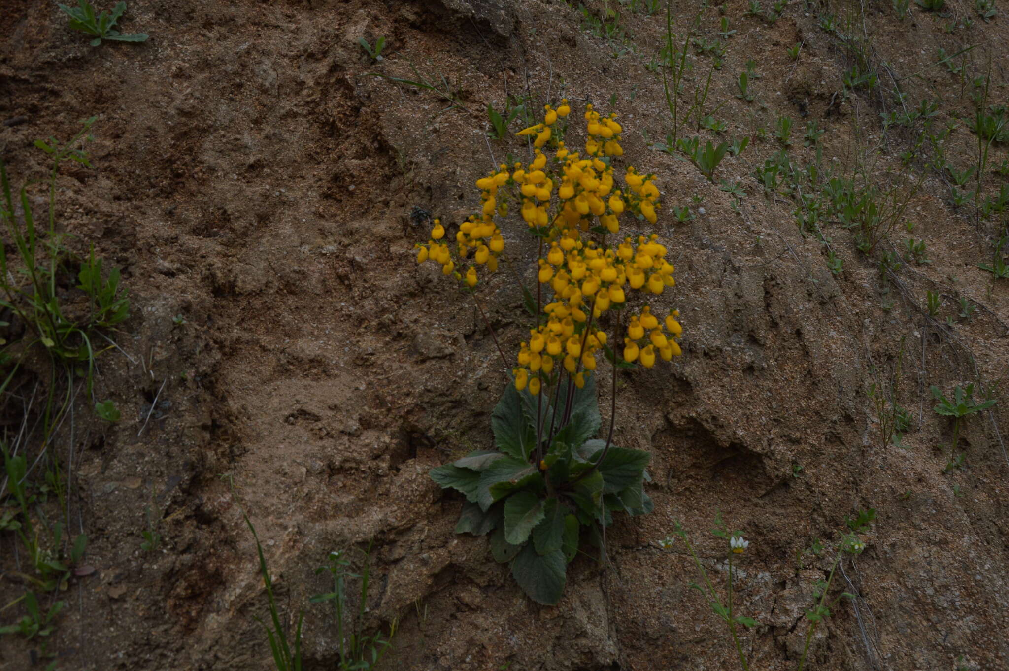 Image of Calceolaria corymbosa Ruiz & Pav.