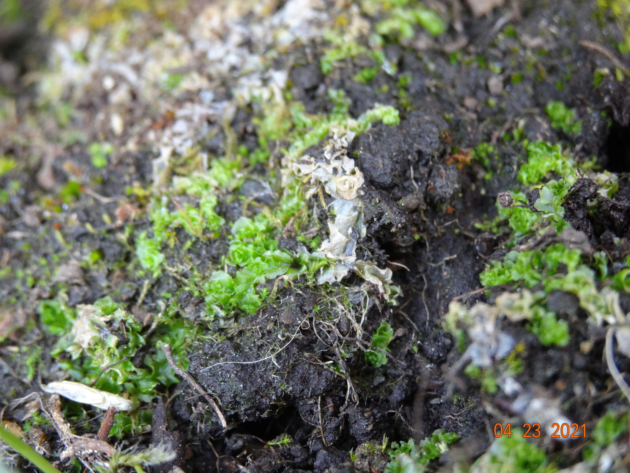 Image of Fossombronia longiseta (Austin) Austin