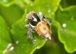 Image of Peacock spider