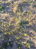 Image of Gordon's bladderpod