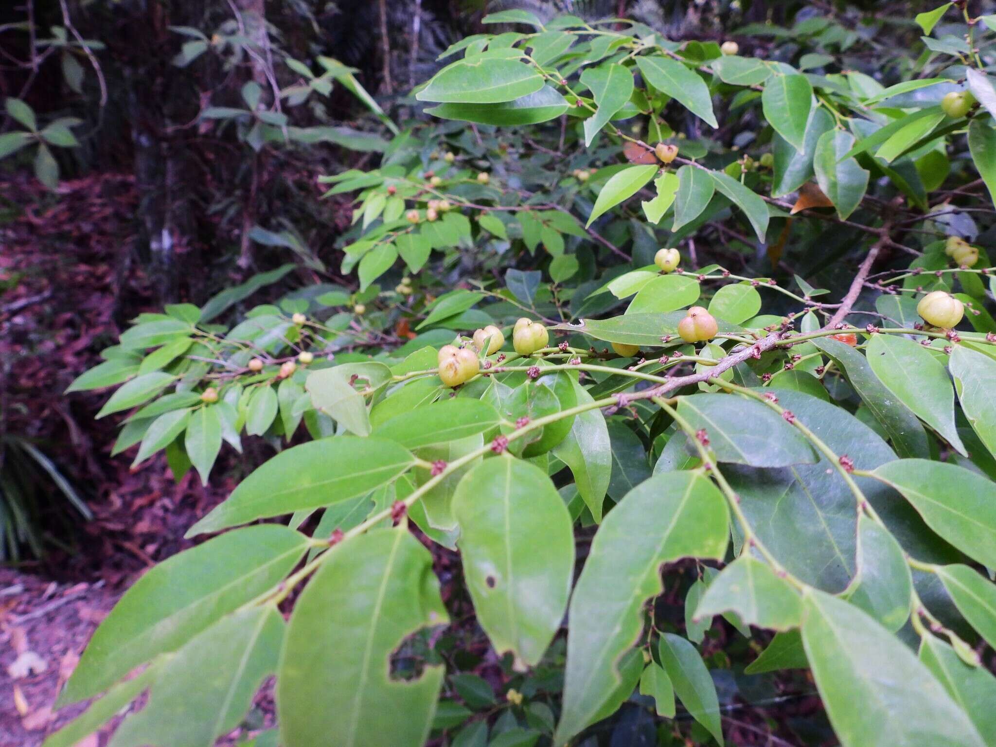 Image of Weeping Cleistanthus