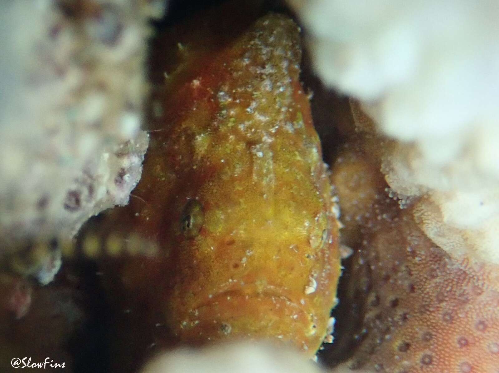 Image of Bandfin frogfish