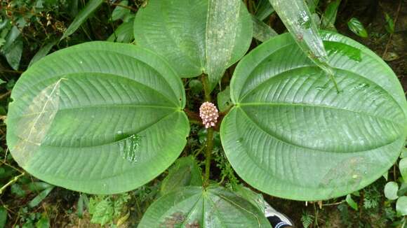 Image of Tococa platyphylla Benth.