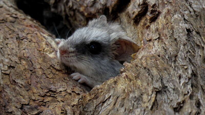 Image of Black-tailed Thallomys