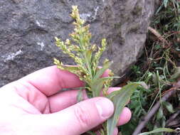 Image of Canada goldenrod