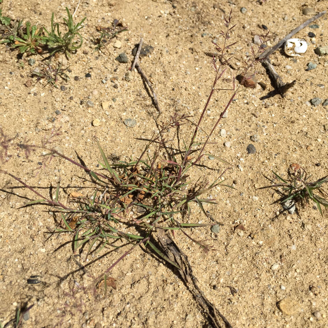 Plancia ëd Muhlenbergia microsperma (DC.) Kunth