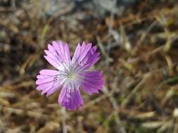 Image of Dianthus strictus Banks & Solander