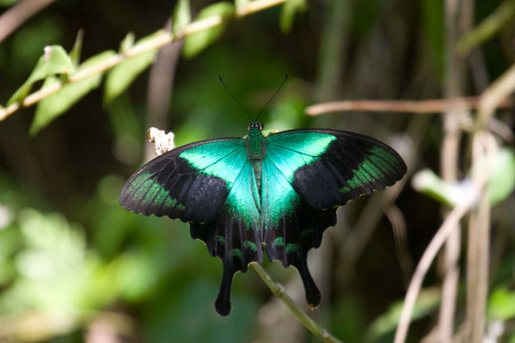 Image of Papilio peranthus Fabricius 1787