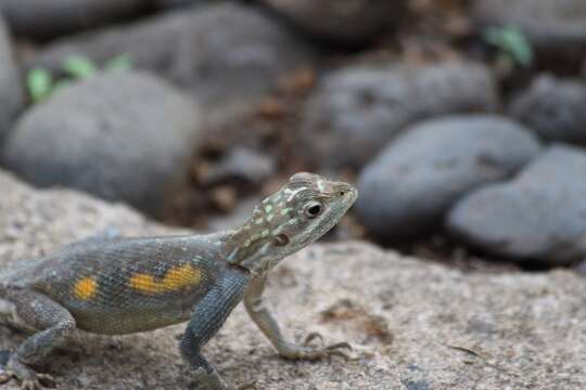 Image of Agama lebretoni Wagner, Barej & Schmitz 2009